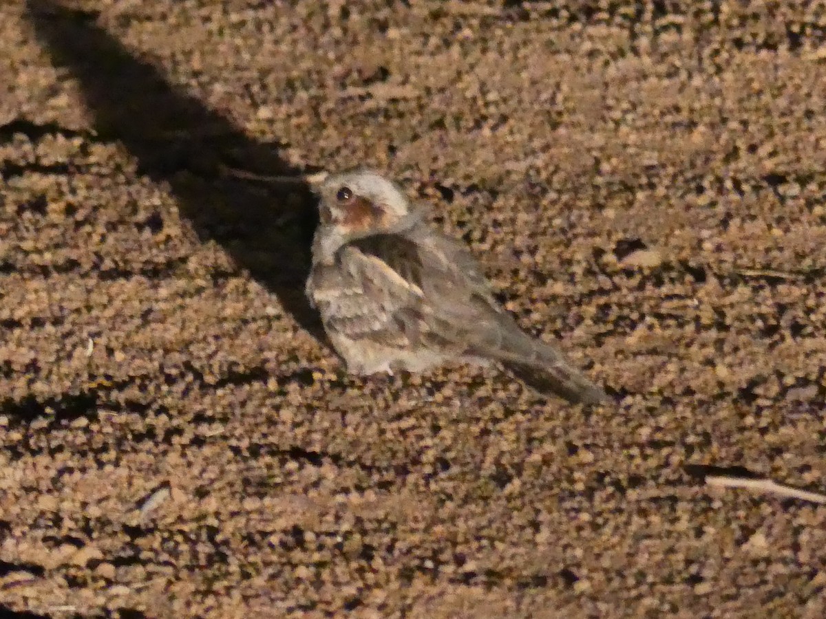 Rufous-cheeked Nightjar - ML623995489