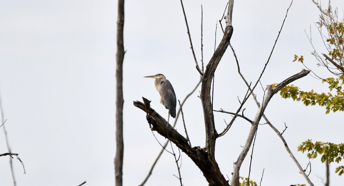 Great Blue Heron - ML623995502