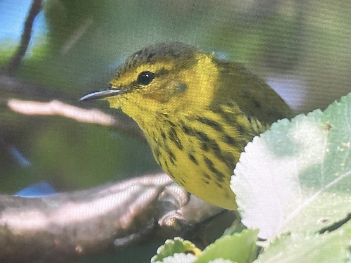 Cape May Warbler - ML623995503