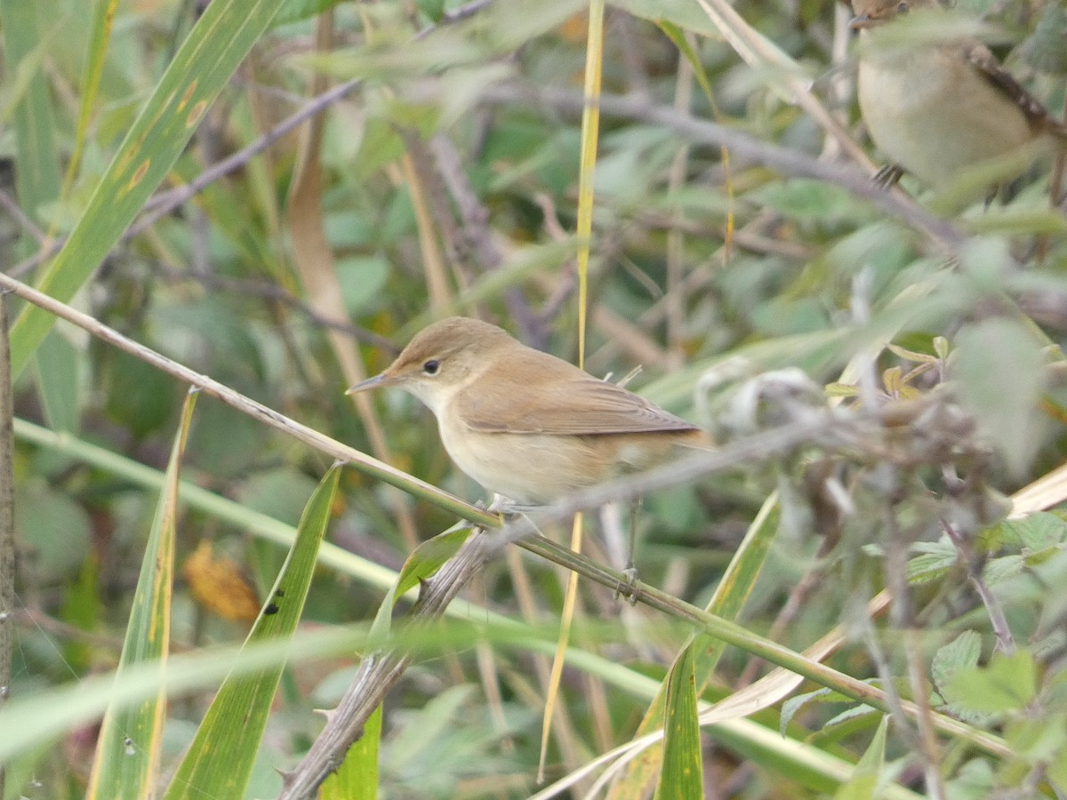 Common Reed Warbler - ML623995505