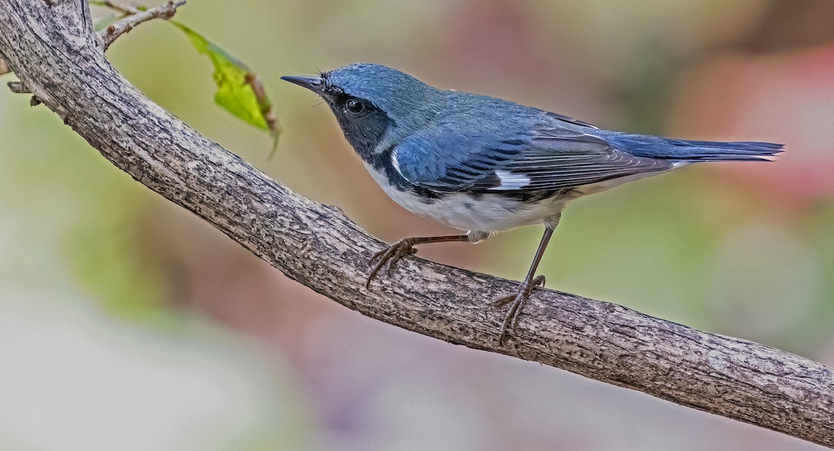 Black-throated Blue Warbler - ML623995513