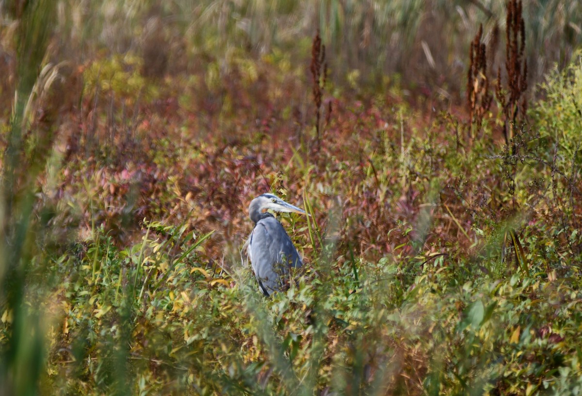 Great Blue Heron - ML623995541