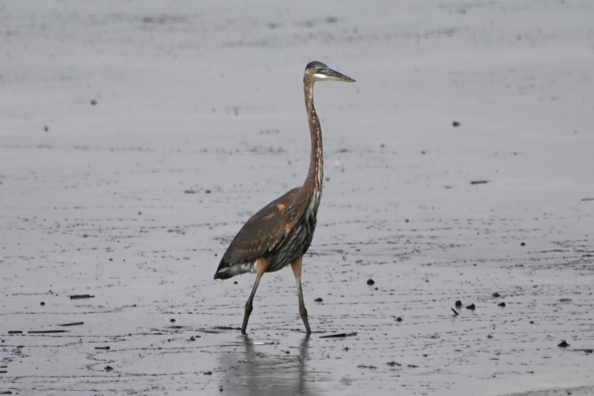 Tricolored Heron - ML623995548