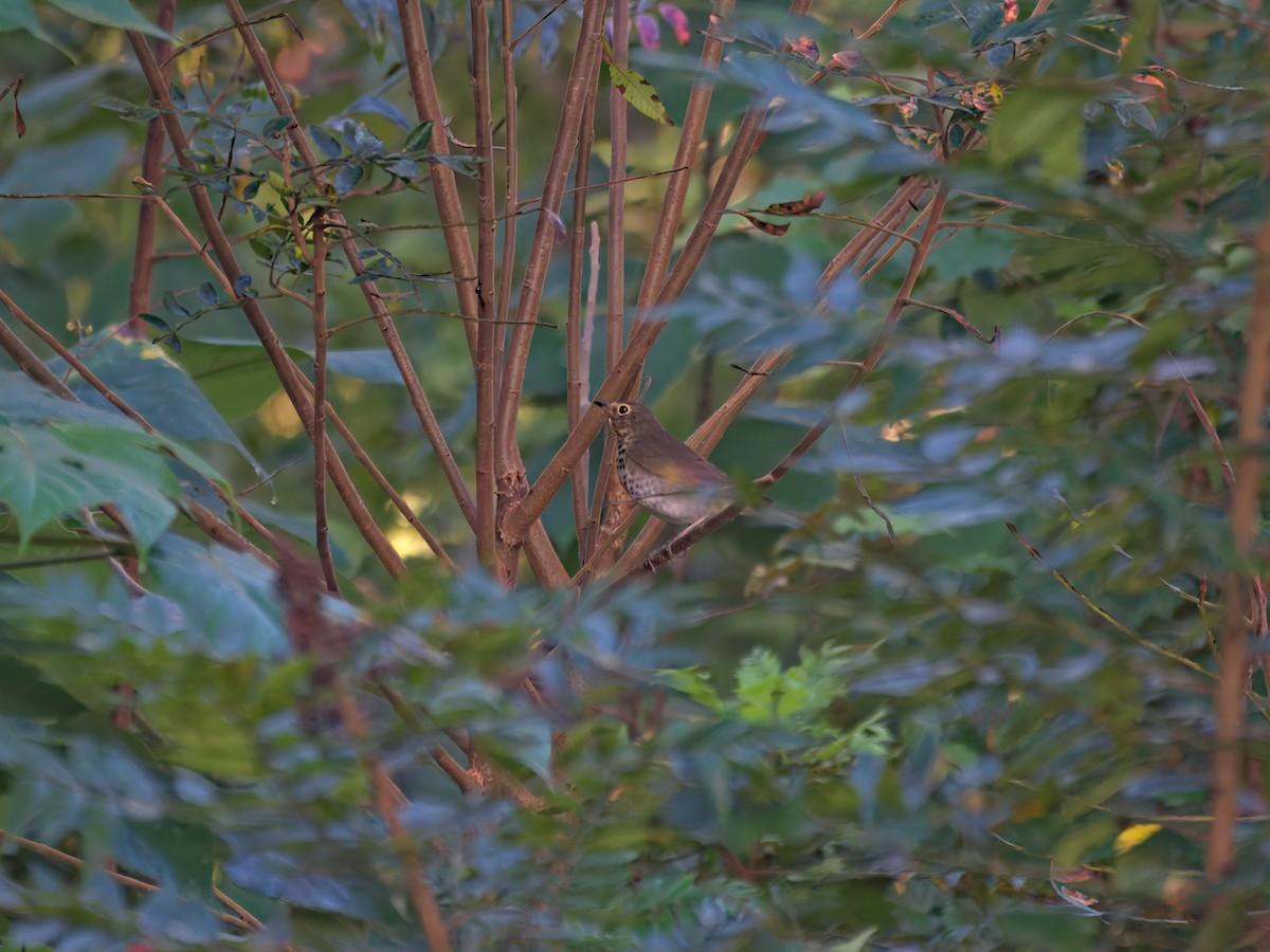 Swainson's Thrush - ML623995573