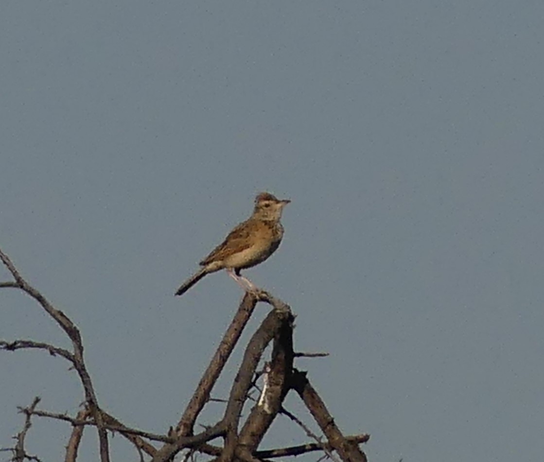 Rufous-naped Lark - ML623995587