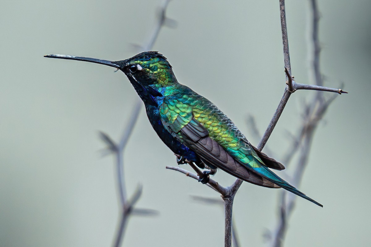 Colibrí de Barbijo - ML623995592