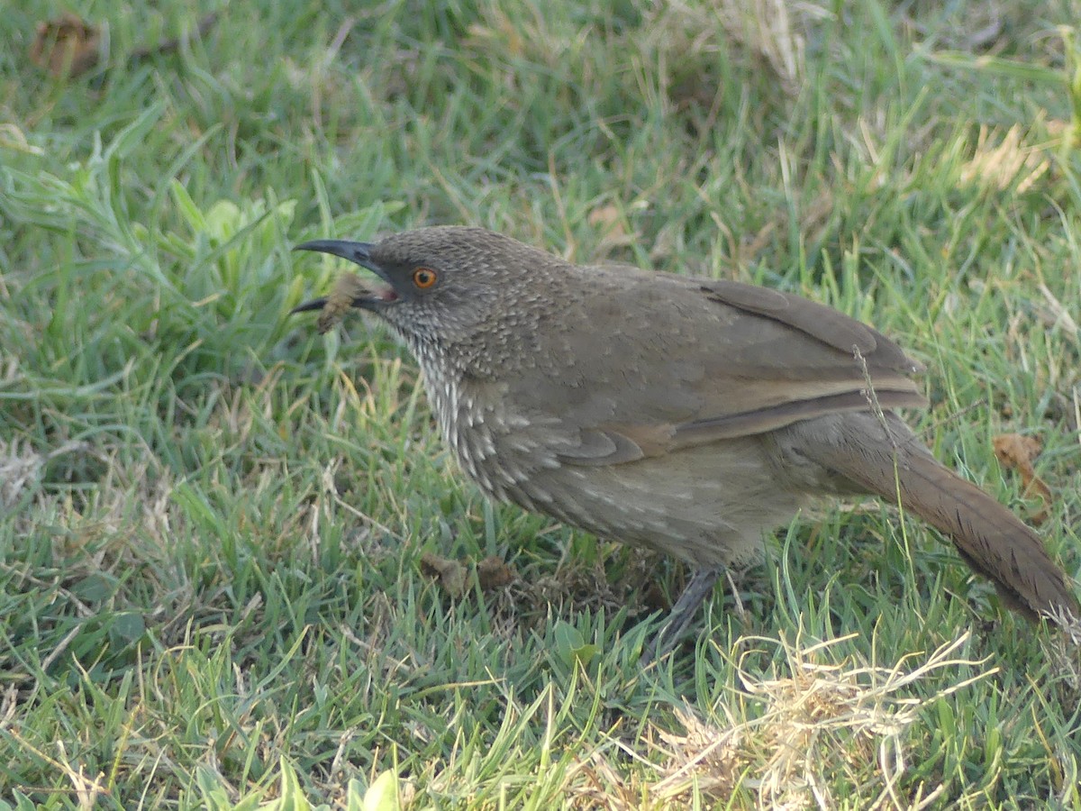 Arrow-marked Babbler - ML623995602