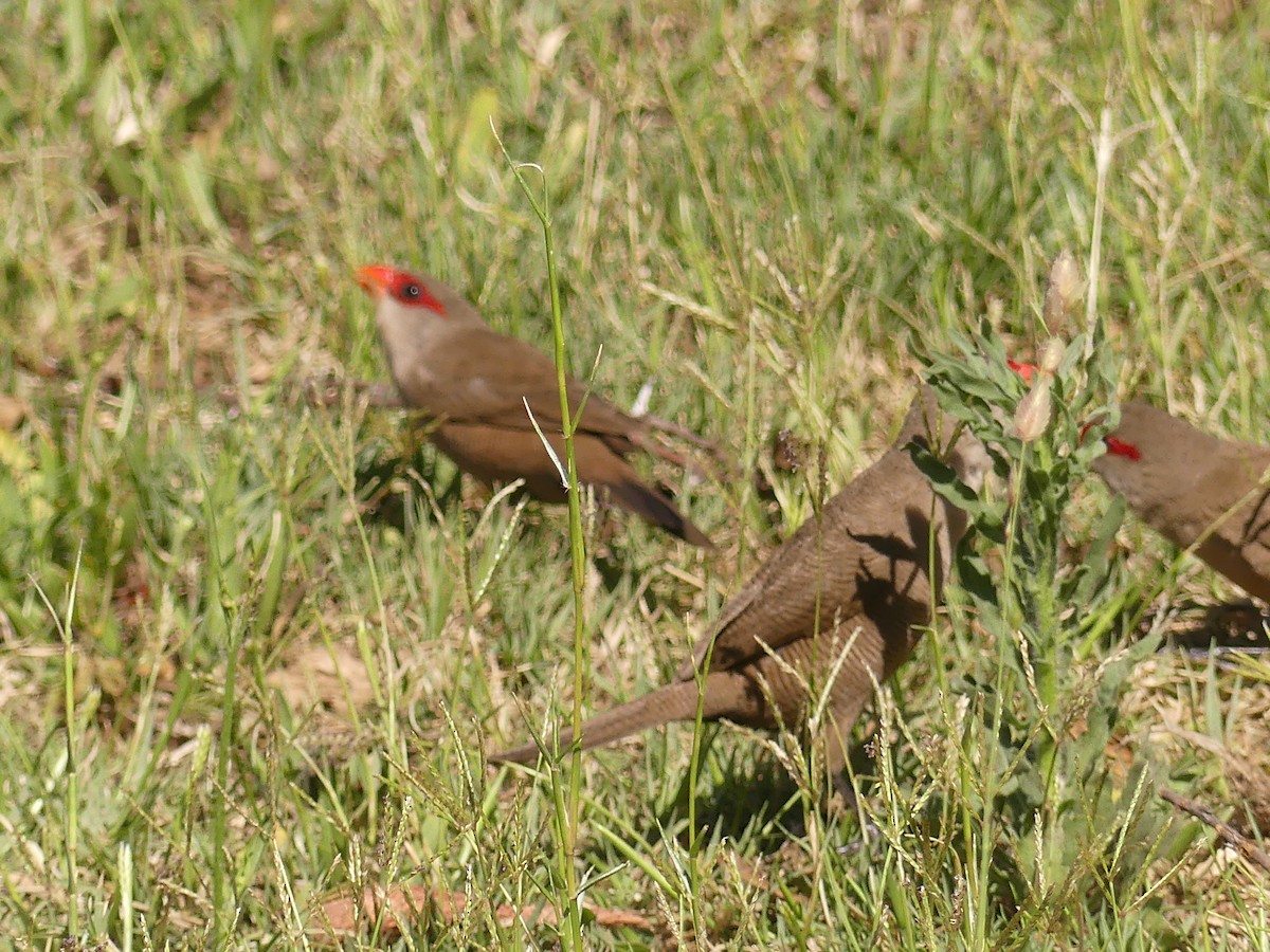 Common Waxbill - ML623995624