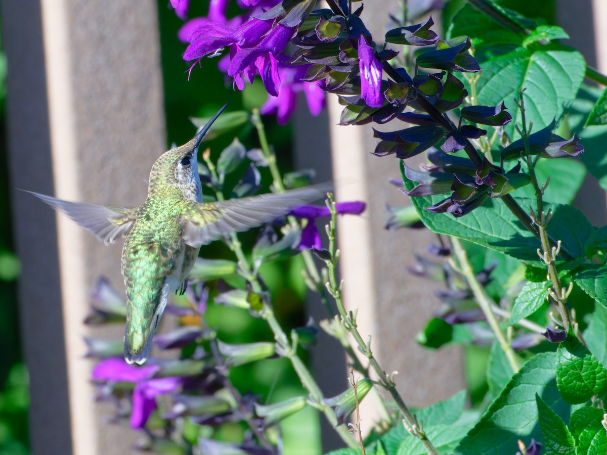 Ruby-throated Hummingbird - ML623995632