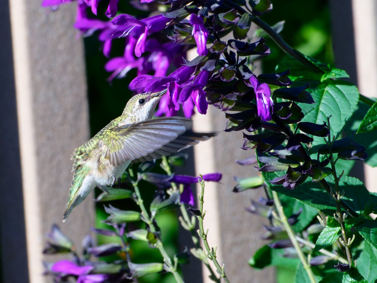 Ruby-throated Hummingbird - ML623995633