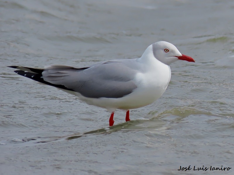 Gray-hooded Gull - ML623995651