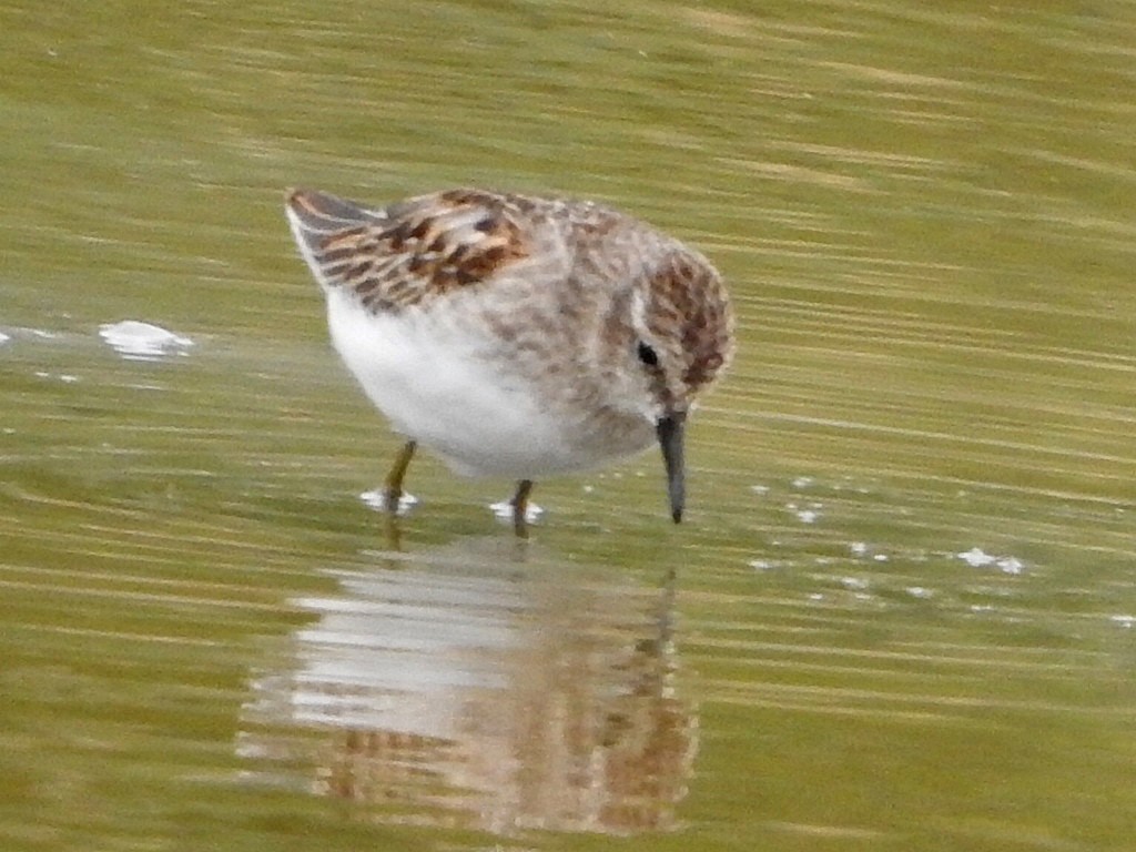 Least Sandpiper - ML623995658