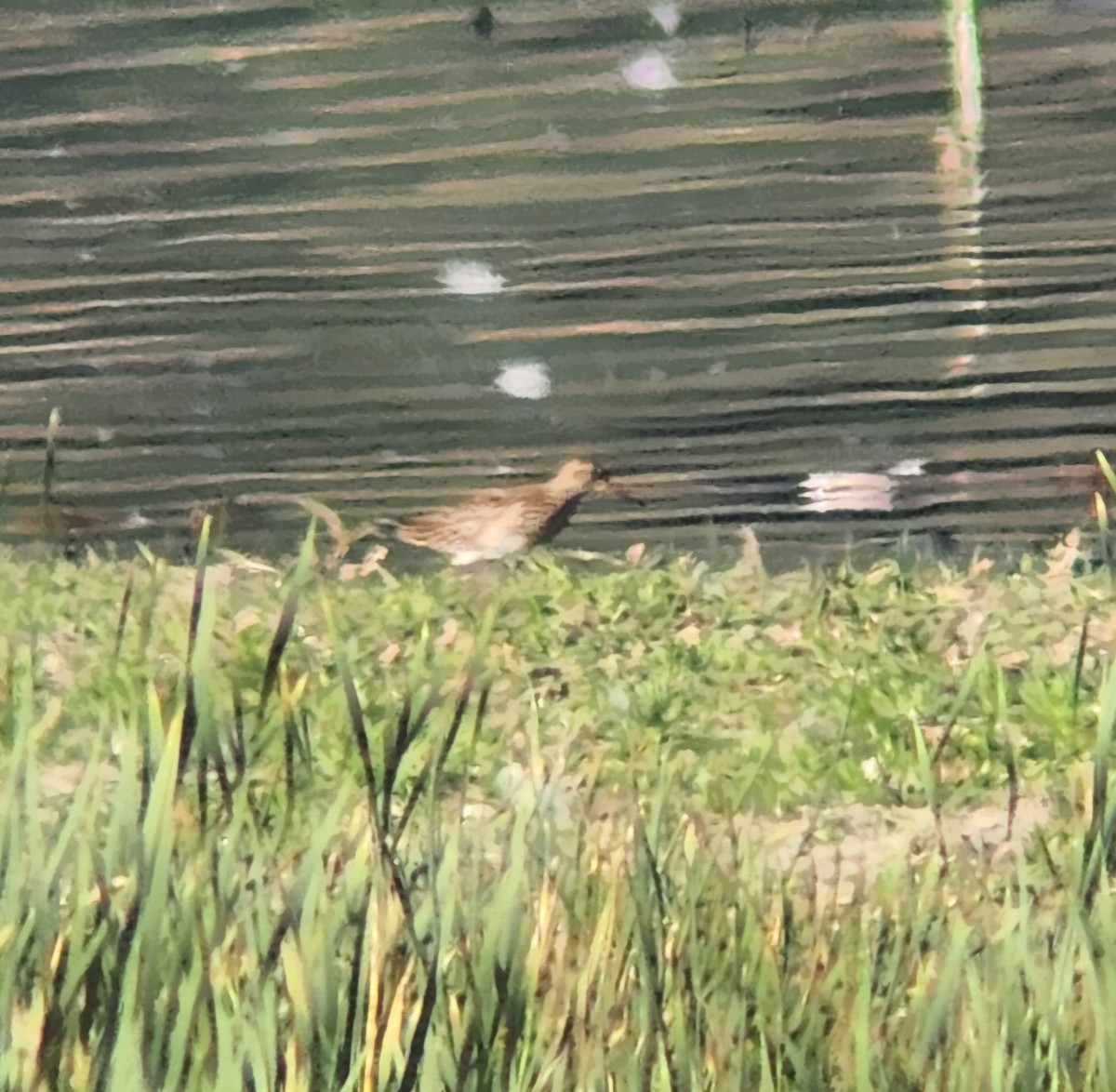 Pectoral Sandpiper - ML623995691