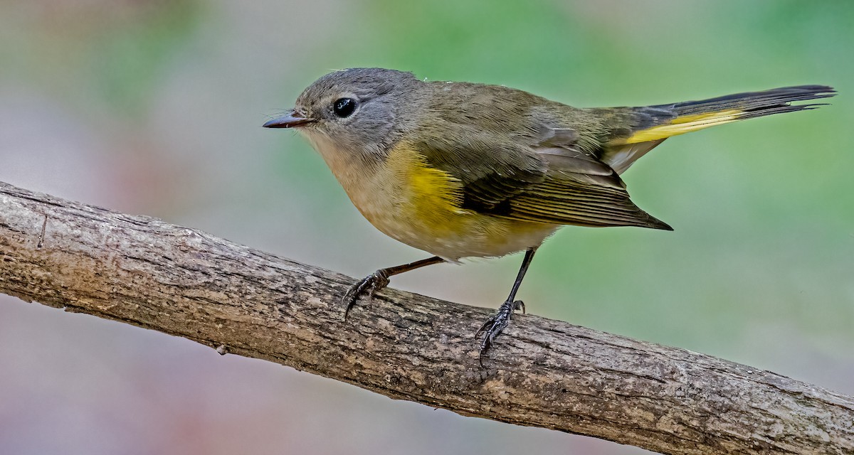 American Redstart - ML623995698