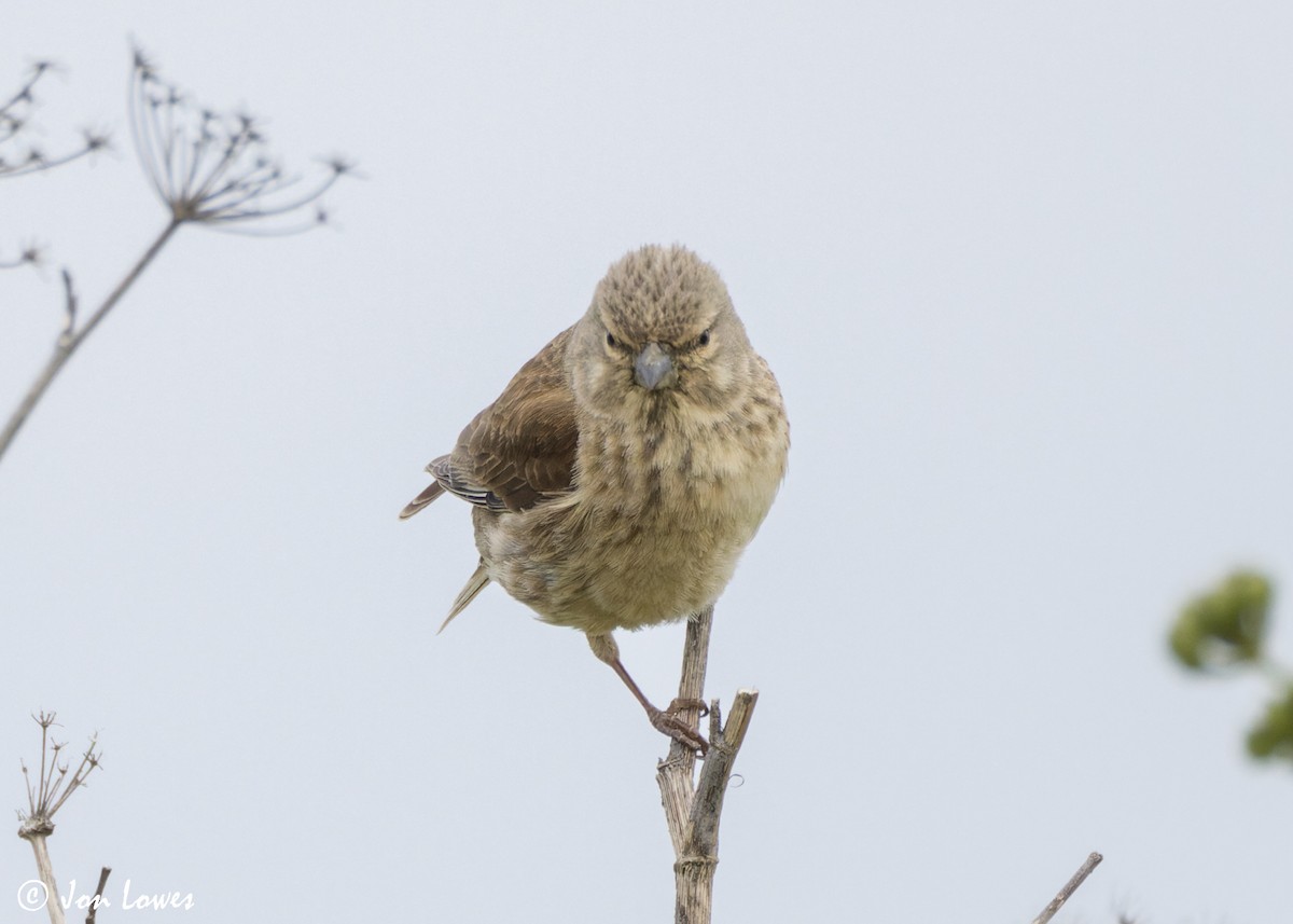 Eurasian Linnet - Jon Lowes