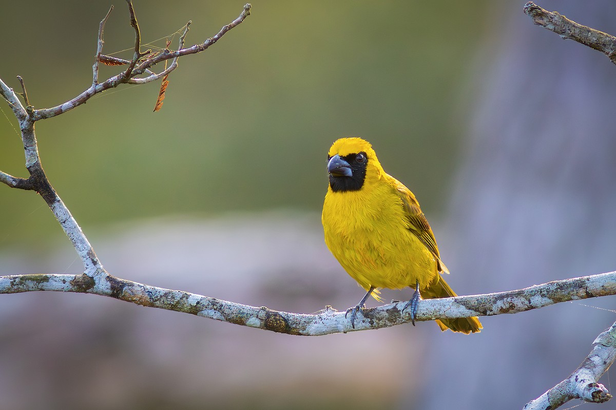 Yellow-green Grosbeak - ML623995714