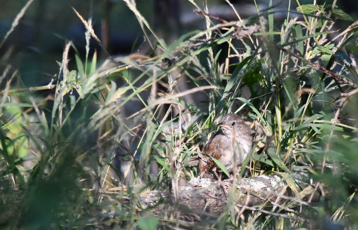 House Wren - ML623995740