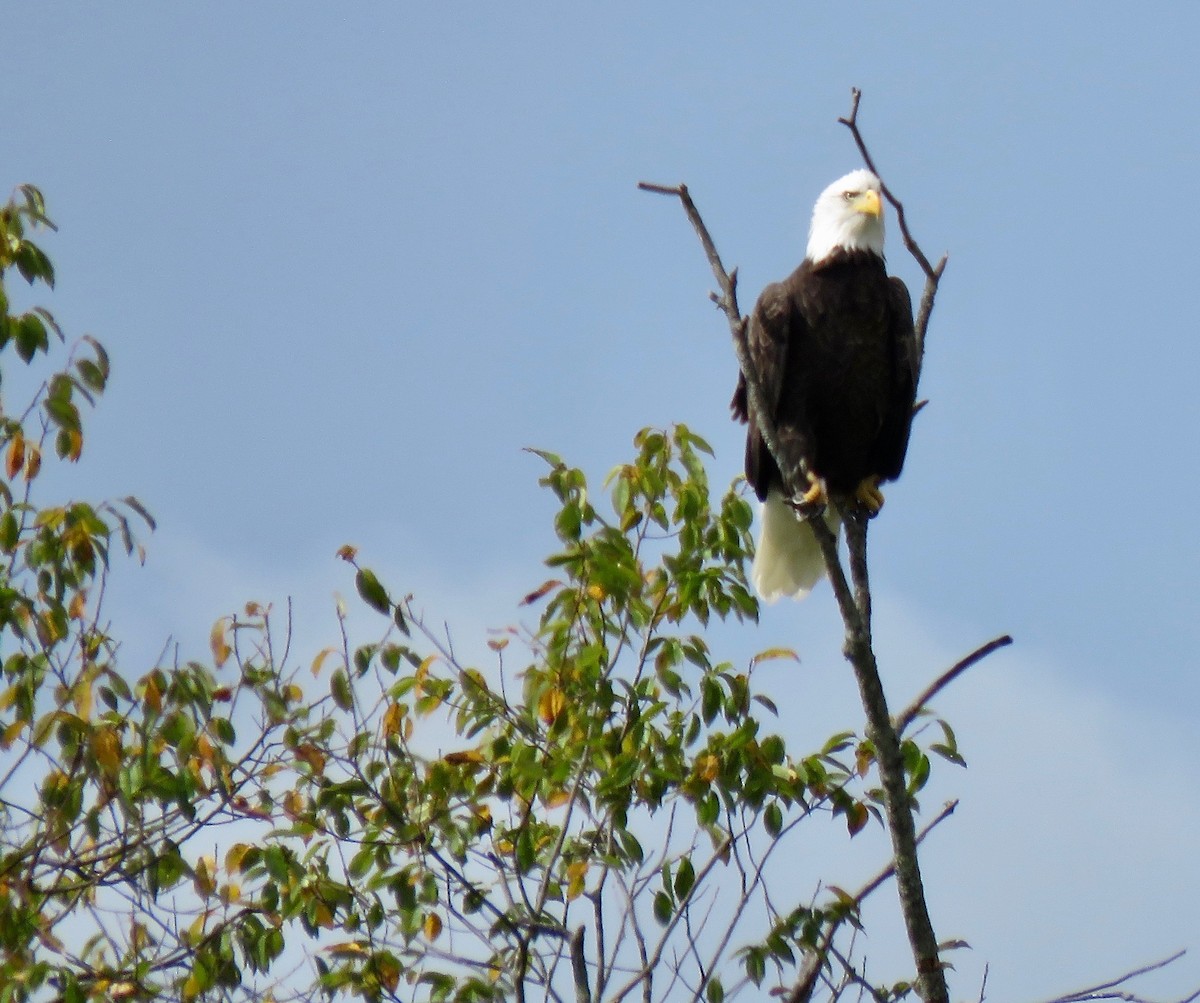 Bald Eagle - ML623995741