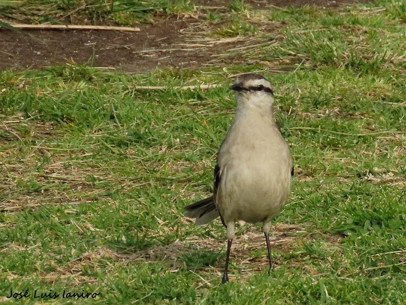 Chalk-browed Mockingbird - ML623995749