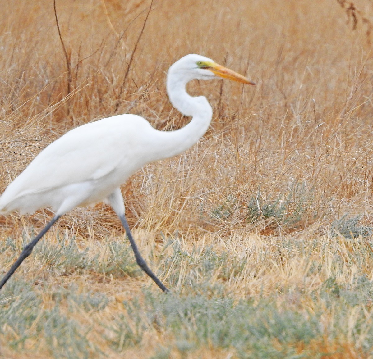 Great Egret - ML623995750