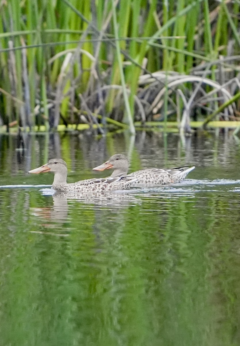 Northern Shoveler - ML623995751