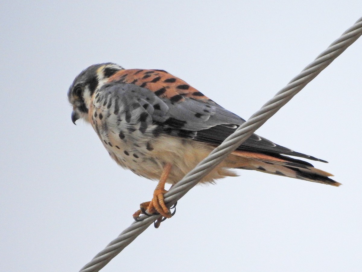 American Kestrel - ML623995754