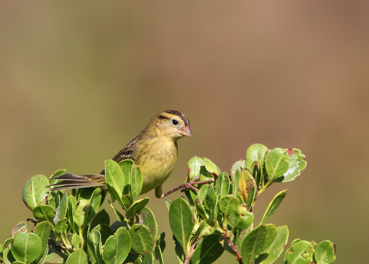 Goglu des prés - ML623995762