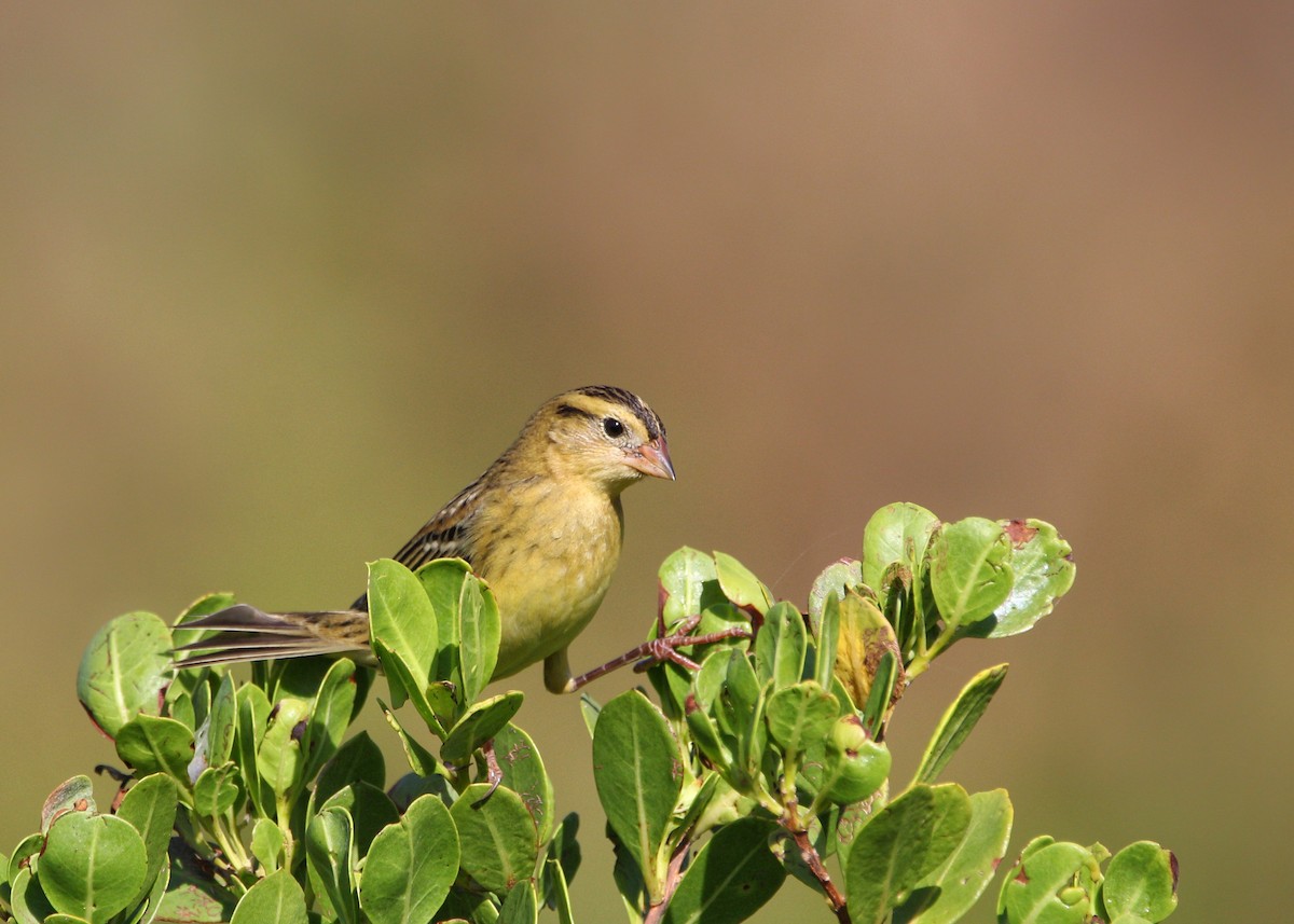 bobolink - ML623995762