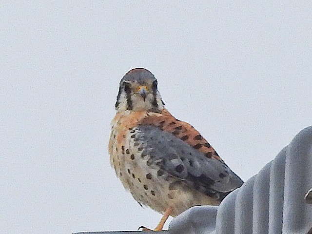 American Kestrel - ML623995764