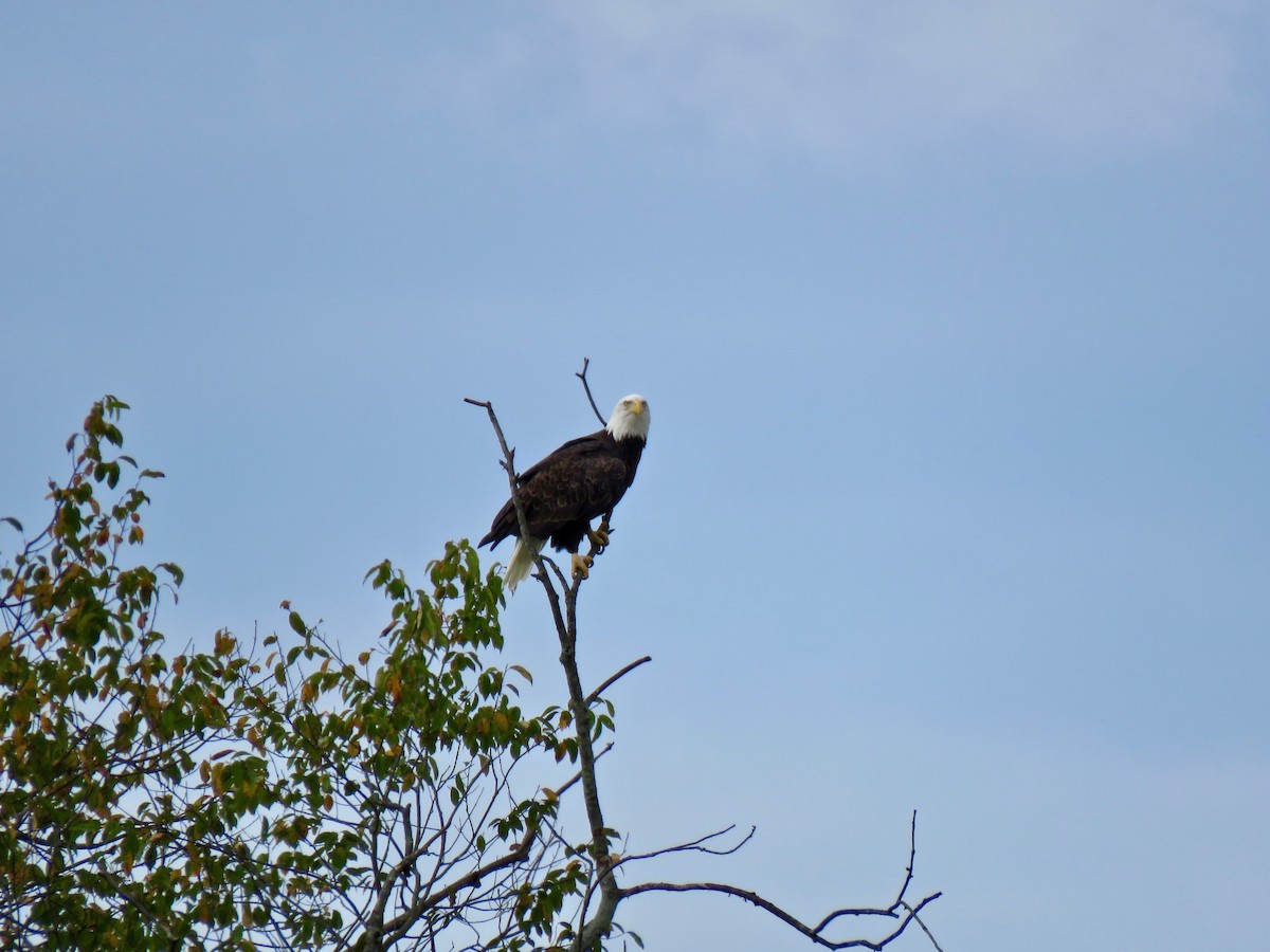 Bald Eagle - ML623995785