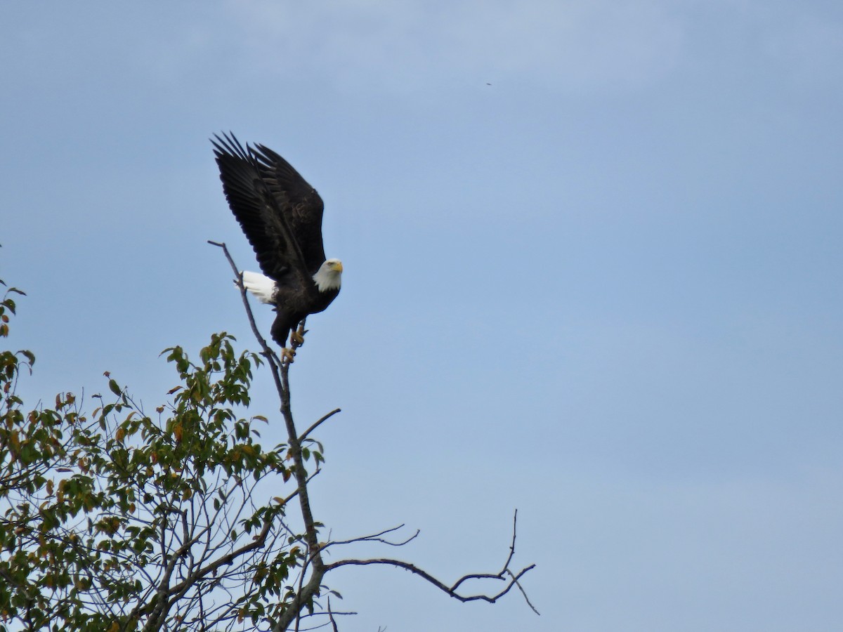 Bald Eagle - ML623995796