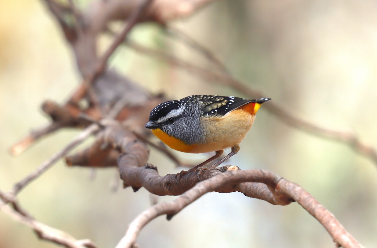 Pardalote pointillé - ML623995805