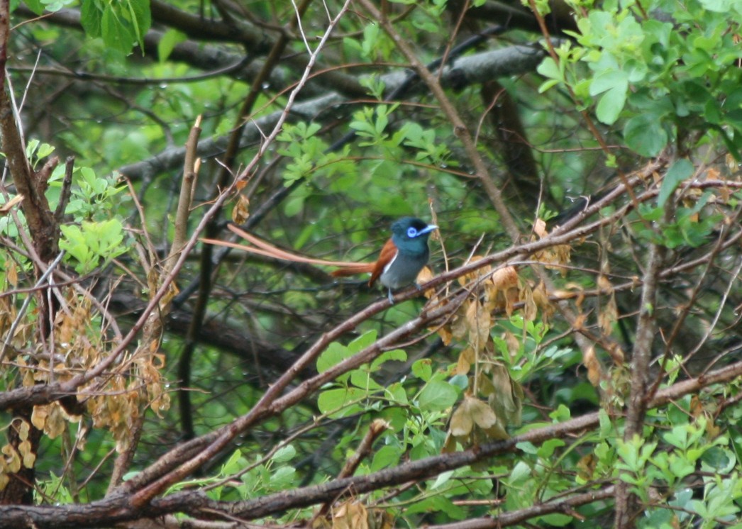 African Paradise-Flycatcher - ML623995807