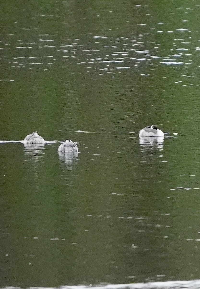 Western Grebe - ML623995808