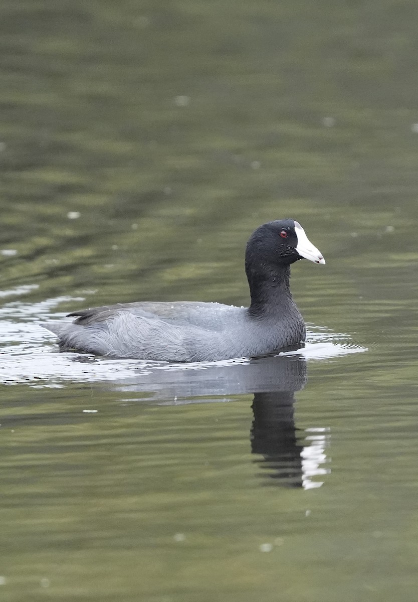 American Coot - ML623995815