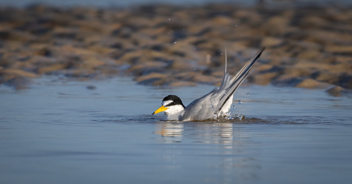 Least Tern - ML623995825