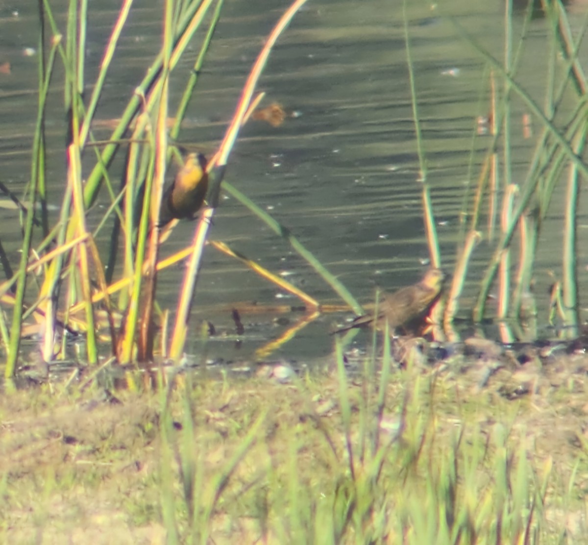 Yellow-headed Blackbird - ML623995841