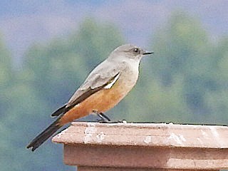 Say's Phoebe - ML623995842