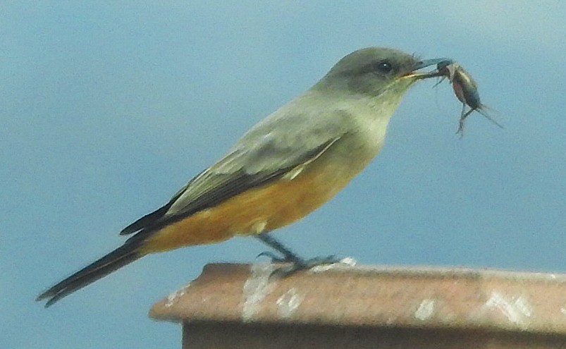 Say's Phoebe - ML623995852