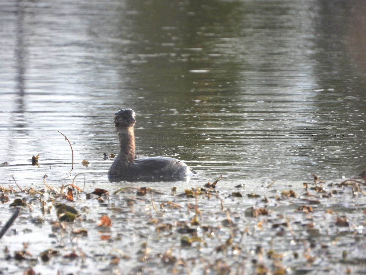 Pied-billed Grebe - ML623995853