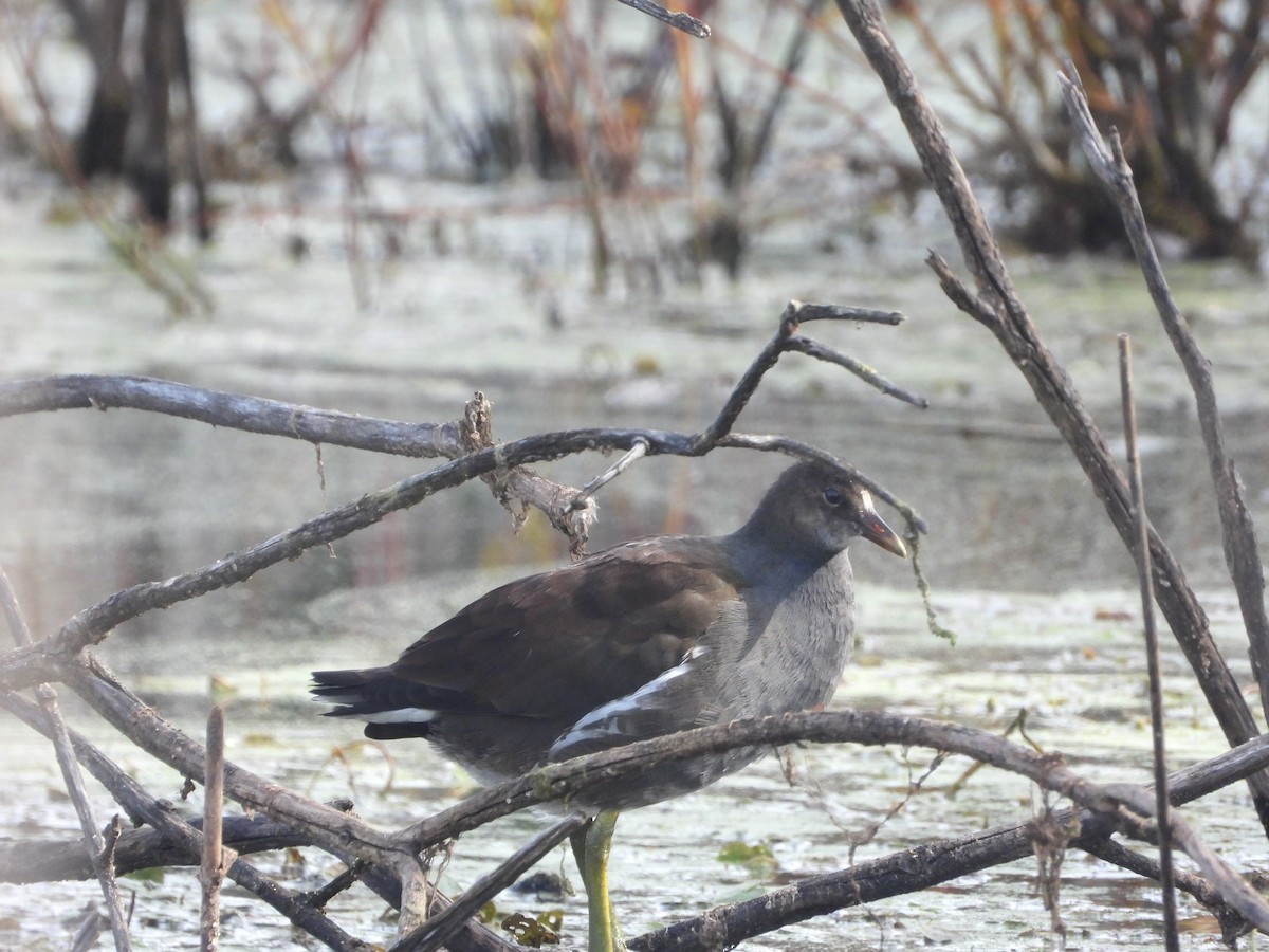 Common Gallinule - Serge Benoit