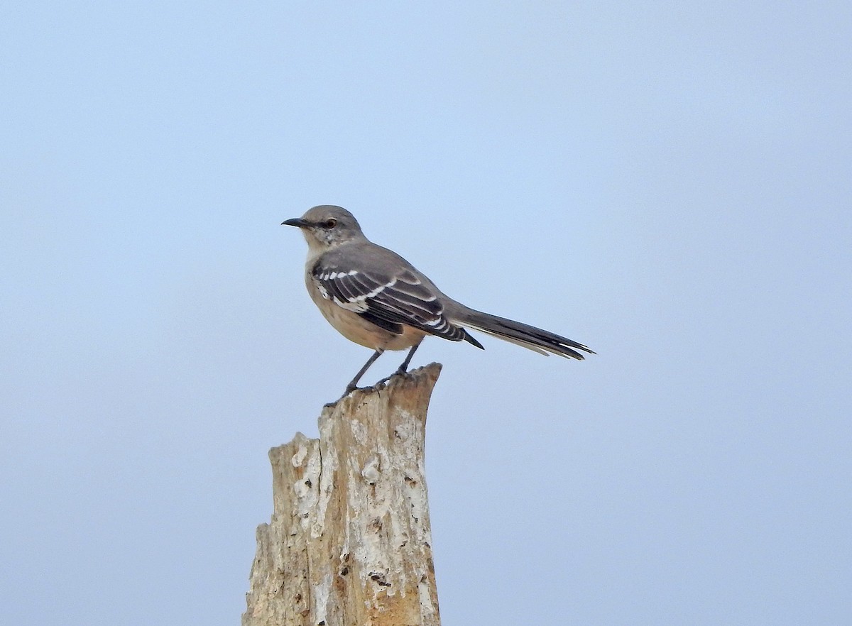 Northern Mockingbird - ML623995860