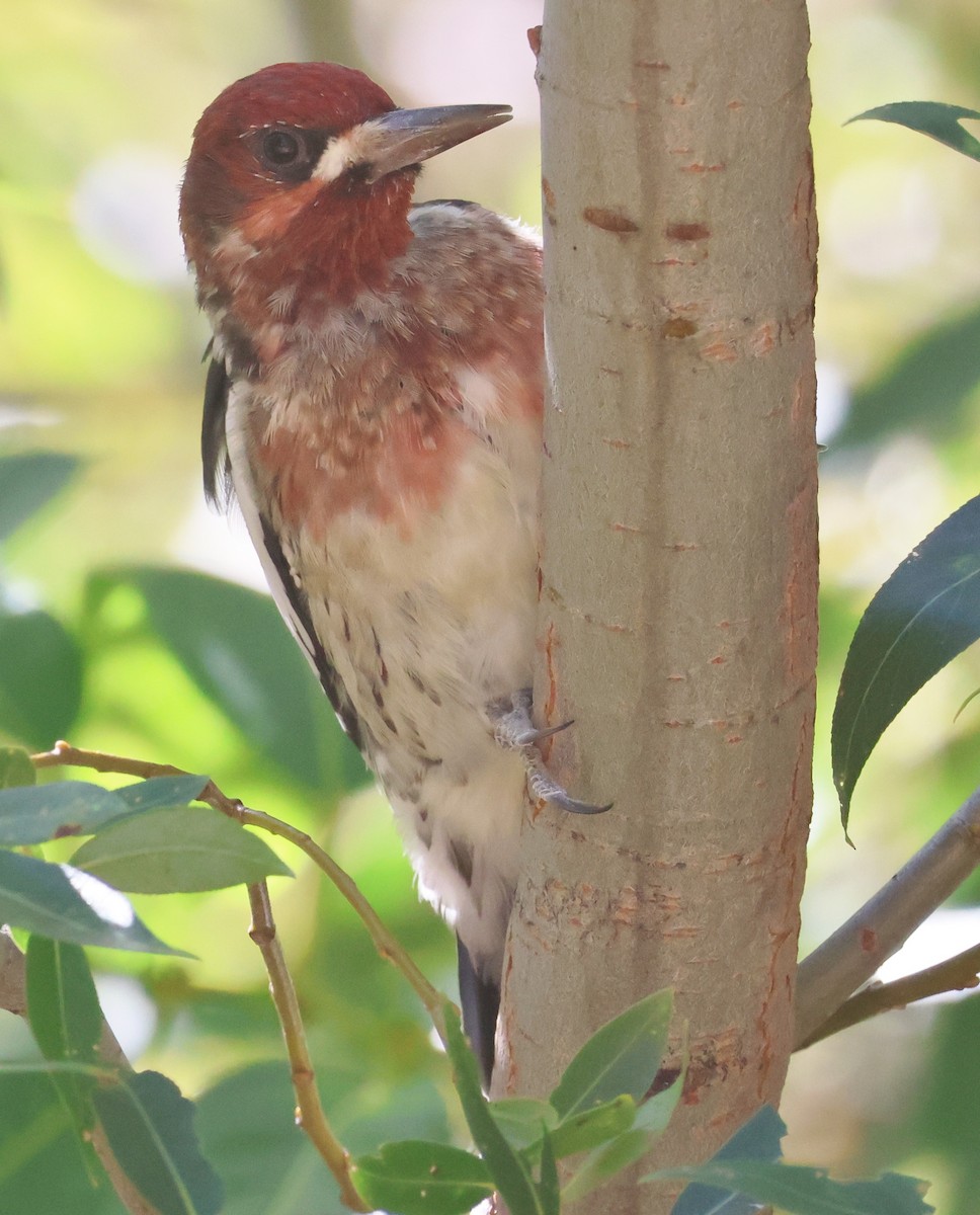 Red-breasted Sapsucker - ML623995867