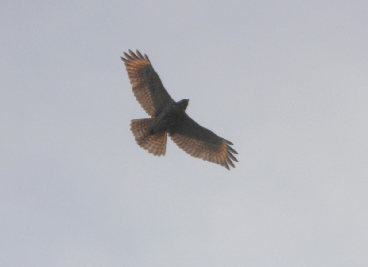 Red-shouldered Hawk - ML623995869