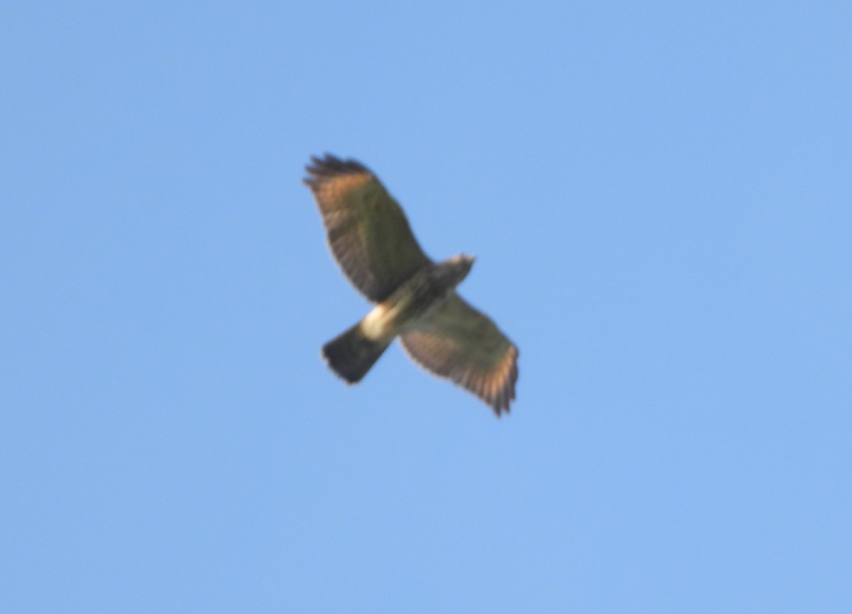 Red-shouldered Hawk - ML623995870