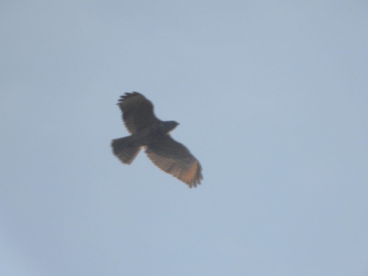 Red-shouldered Hawk - ML623995871