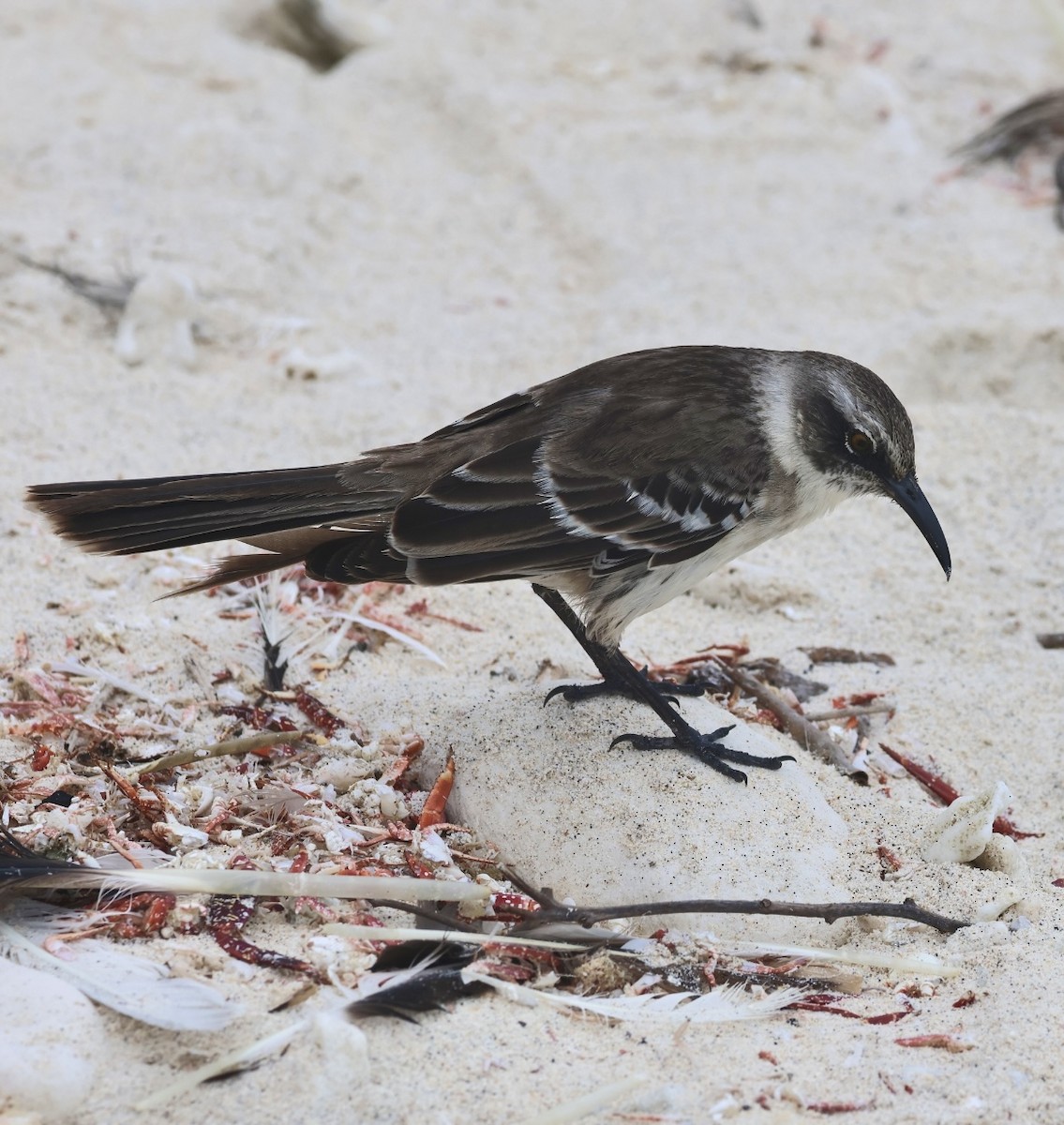 Galapagos Mockingbird - ML623995876