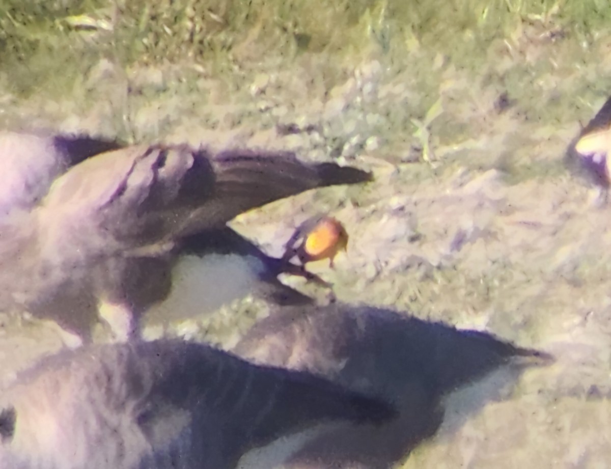 Yellow-headed Blackbird - ML623995877