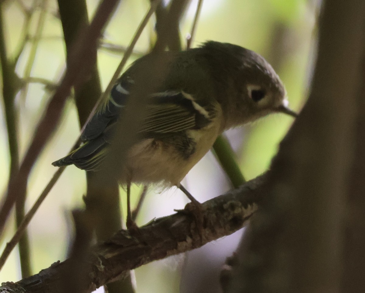 Ruby-crowned Kinglet - ML623995878