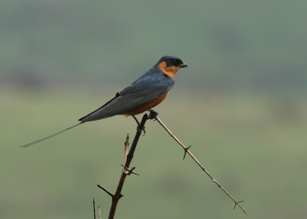 Rufous-chested Swallow - ML623995883